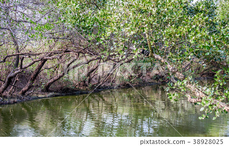 四草綠色隧道 台灣台南知名景點  台灣小亞馬遜 河道 38928025