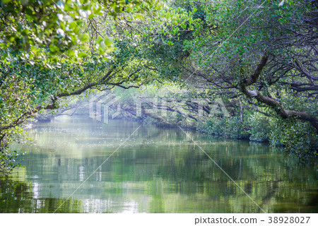 四草綠色隧道 台灣台南知名景點  台灣小亞馬遜 河道 38928027