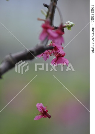 櫻花 38928062
