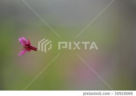 櫻花 櫻花 38928066