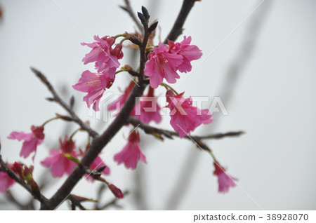 櫻花 38928070