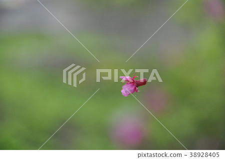 櫻花 櫻花 38928405