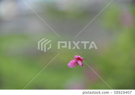 櫻花 38928407