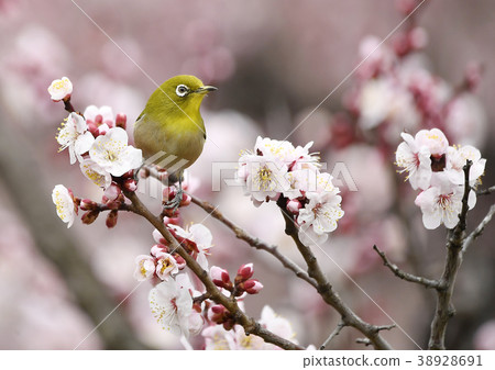 Plum and mezzo 38928691