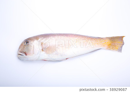 白色紅薯成分 白色紅薯成分 38929087