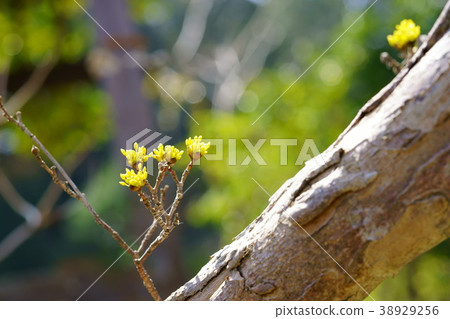 Letter of early spring · Sanshuyu 8 Letter of early spring · Sanshuyu 8 38929256