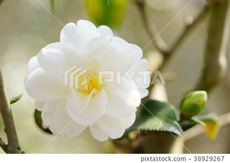 Konohana人物捲軸（Hime Shirayuki 2） 38929267