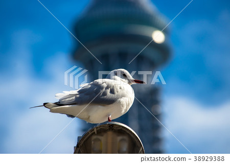 Seagull in spring back to the tower 38929388
