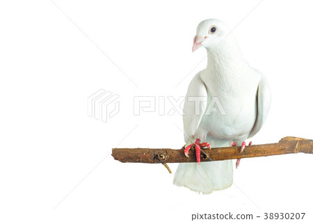White pigeon at tree branch on white background White pigeon at tree branch on white background 38930207