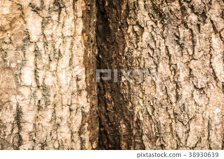 Tree bark texture Tree bark texture 38930639