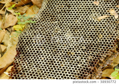 dead bee nest falling on ground in forest dead bee nest falling on ground in forest 38930772
