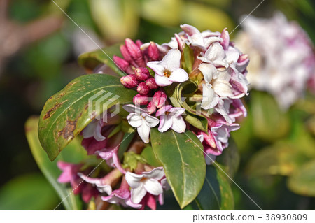 Jingzhou (sinking flower) Jingzhou (sinking flower) 38930809