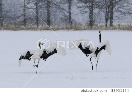 Tanzokuru dancing in the snowstorm 38931154