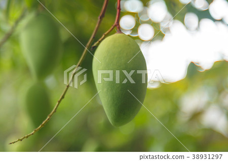 Mango on the tree Mango on the tree 38931297