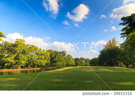 Green trees in beautiful park under the blue sky 38931318