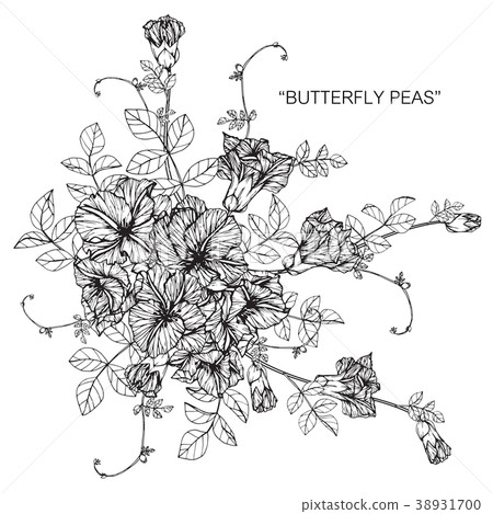 Butterfly pea flower drawing illustration. Butterfly pea flower drawing illustration. 38931700