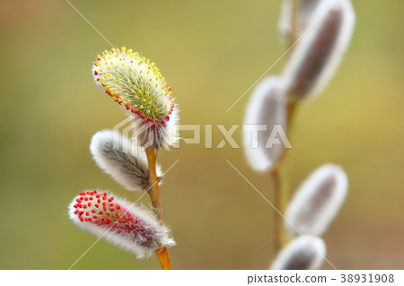 褪色柳花春天花 褪色柳花春天花 38931908