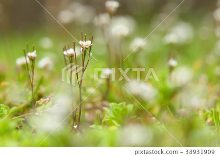 Small flowers of spring Small flowers of spring 38931909