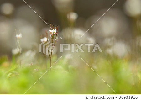 Small flowers of spring 38931910