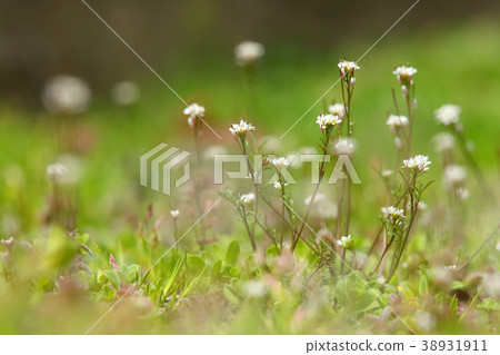Small flowers of spring 38931911