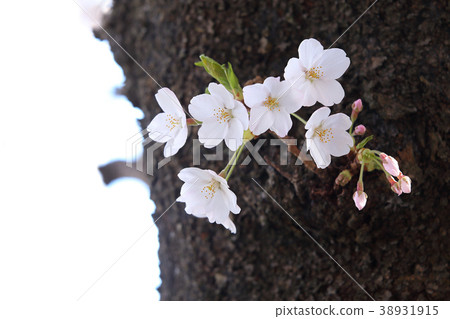 櫻花櫻桃樹櫻花樹 櫻花櫻桃樹櫻花樹 38931915