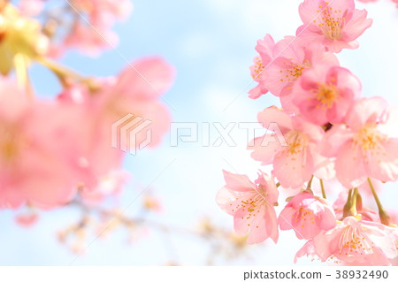 Kawazu cherry tree 38932490