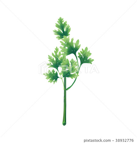 Juicy illustration of a leaf or branch of parsley 38932776