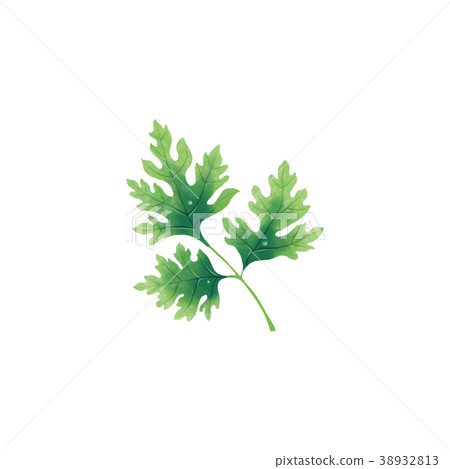 Juicy illustration of a leaf or branch of parsley Juicy illustration of a leaf or branch of parsley 38932813