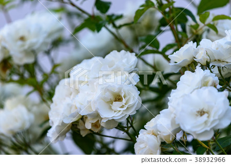 White rose flower White rose flower 38932966