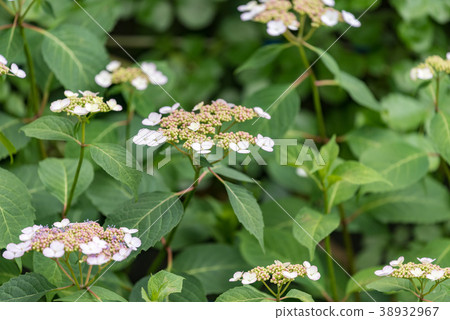 Gaku hydrangea flower Gaku hydrangea flower 38932967