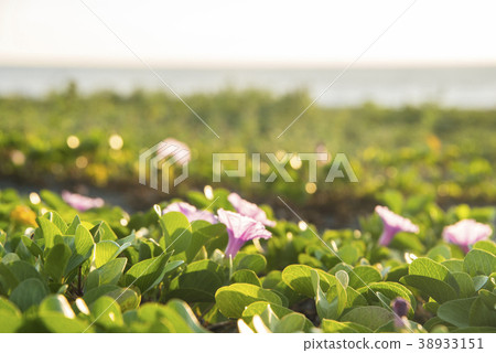 金崙海灘馬鞍藤花 金崙海灘馬鞍藤花 38933151