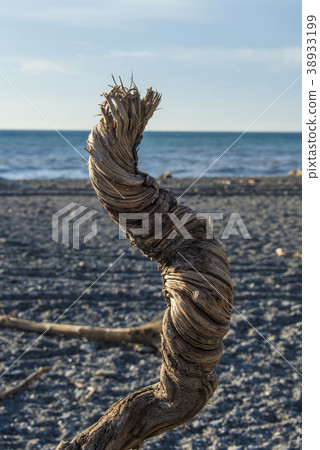 Jinlun Beach Driftwood Jinlun Beach Driftwood 38933199