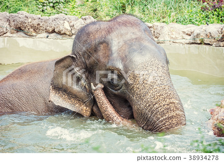 Elephant taking a refreshing dip in the water 38934278