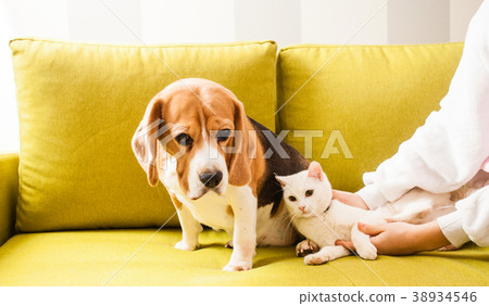 animals are lying on the sofa animals are lying on the sofa 38934546