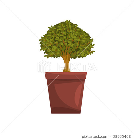 Portulacaria indoor house bonsai tree in brown pot 38935468