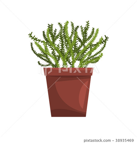 Asparagus indoor house plant in brown pot, element 38935469