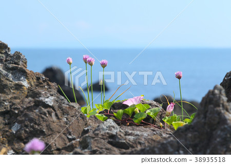 Asatsuki seaside flower Asatsuki seaside flower 38935518