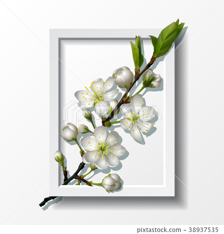 Branch of white cherry flowers in paper frame Branch of white cherry flowers in paper frame 38937535