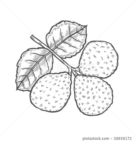 Bergamot illustration Engraved style Bergamot illustration Engraved style 38938172