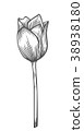 vector illustration of tulip 38938180