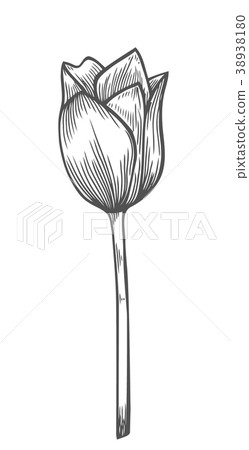 vector illustration of tulip 38938180