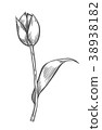 vector illustration of tulip 38938182