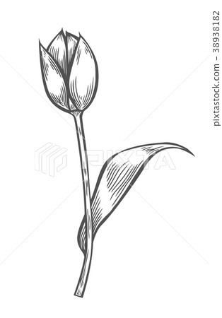 vector illustration of tulip 38938182
