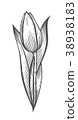 vector illustration of tulip 38938183