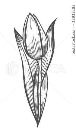 vector illustration of tulip 38938183