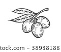 Olive branch with berry 38938188