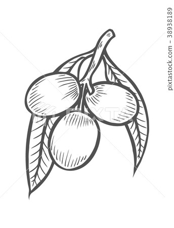 Olive branch with berry 38938189