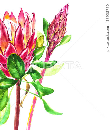 Watercolor protea flowers. Spring or summer Watercolor protea flowers. Spring or summer 38938720
