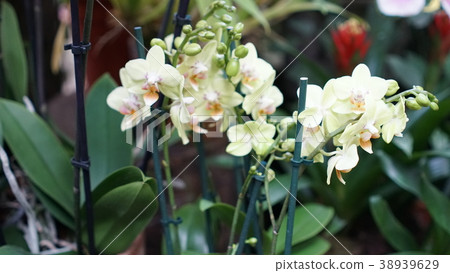 Beautiful blooming orchid flower in the garden 38939629