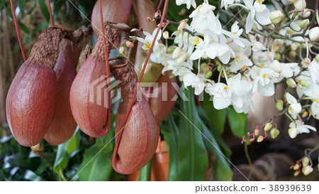 Beautiful blooming orchid flower in the garden 38939639